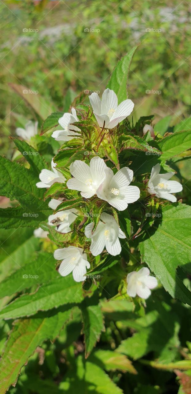 spring, white flowers, wallpaper, natural, bouquet