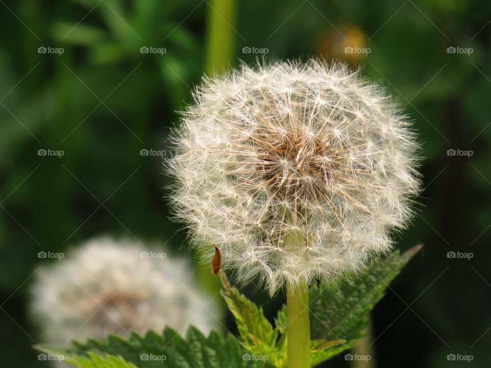 dandelion