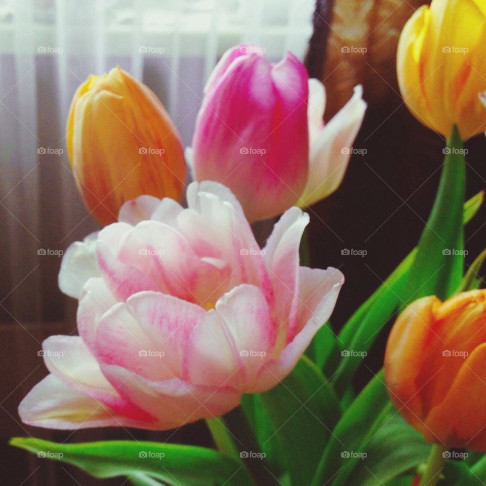 flower love tulips romantic by omiata