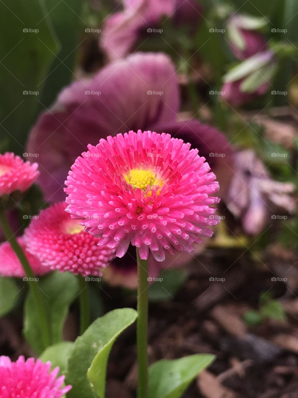 Pink button flowers 