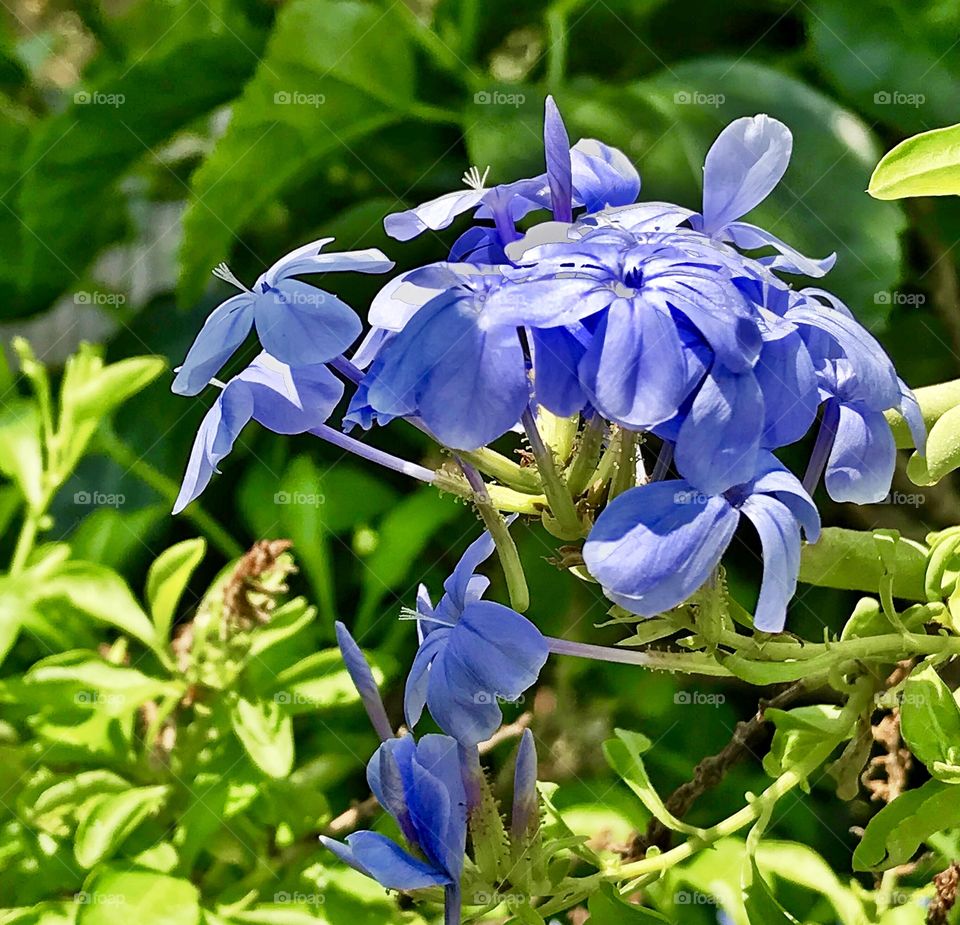 Plumbago Imperial Blue 