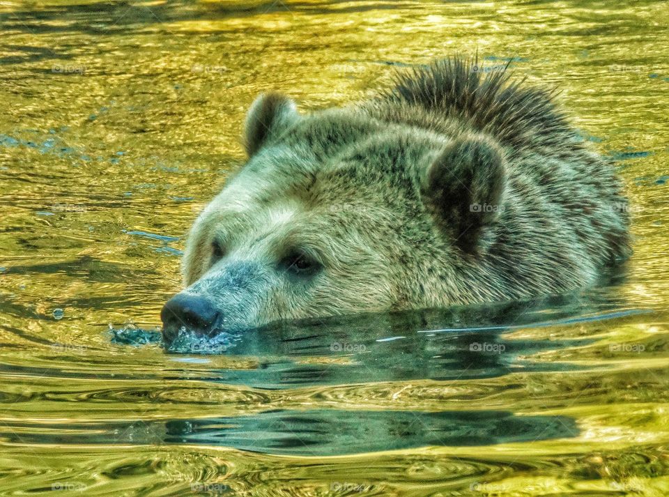 California Brown Bear