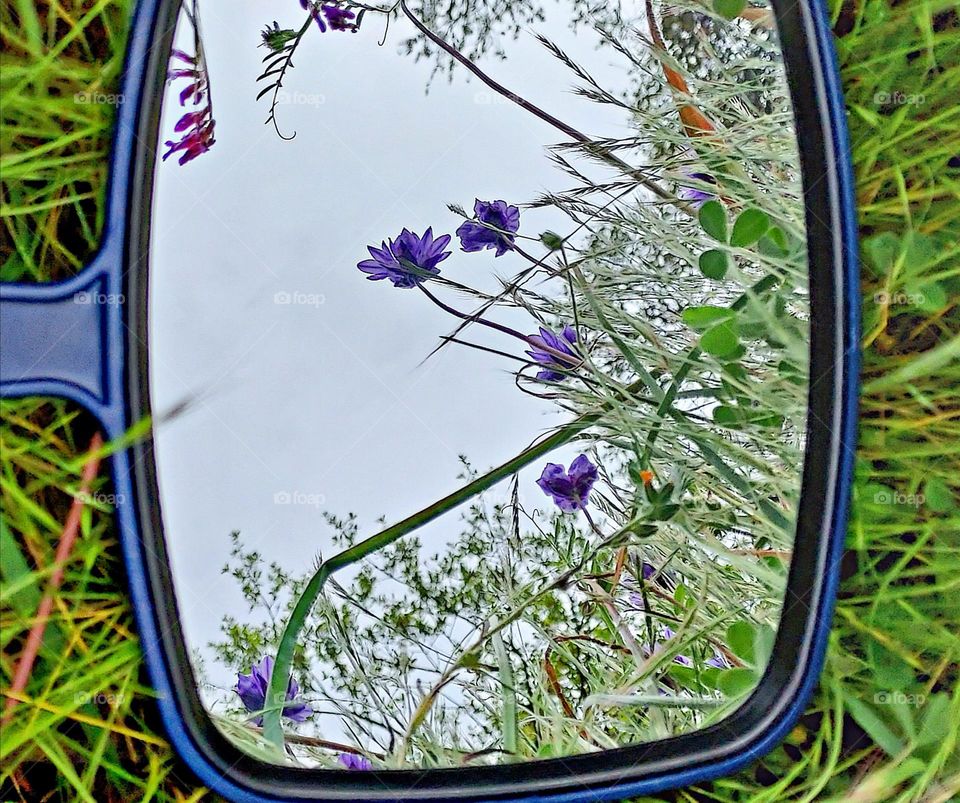 mirror reflections of a wildflower field in the city of Roseville California