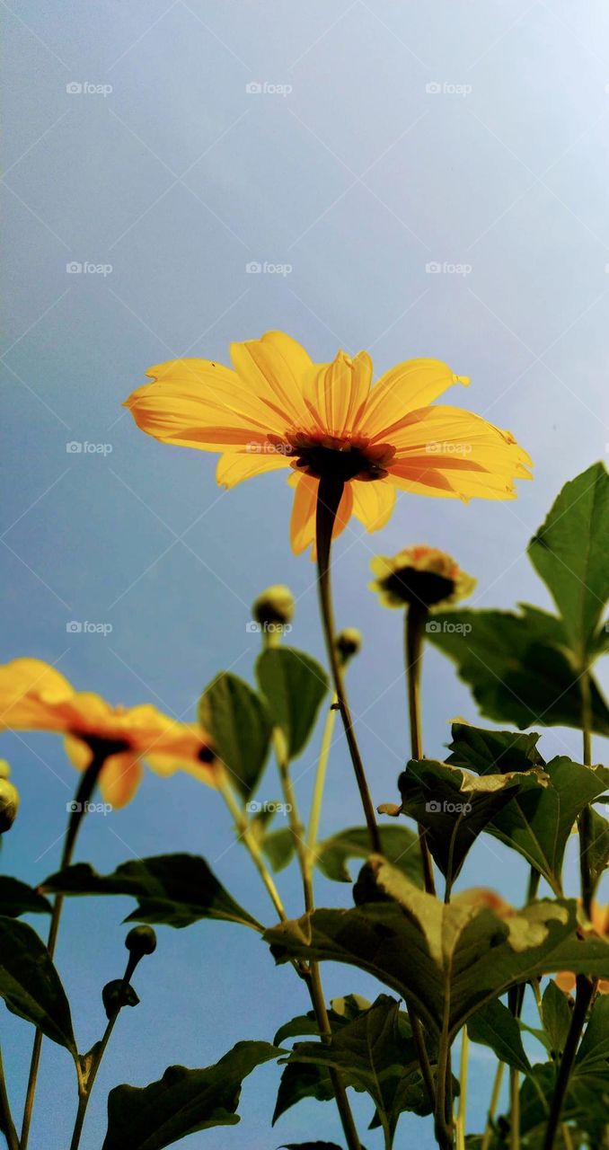 an upright, clump-forming, nearly glabrous, sunflower-like, short-lived perennial