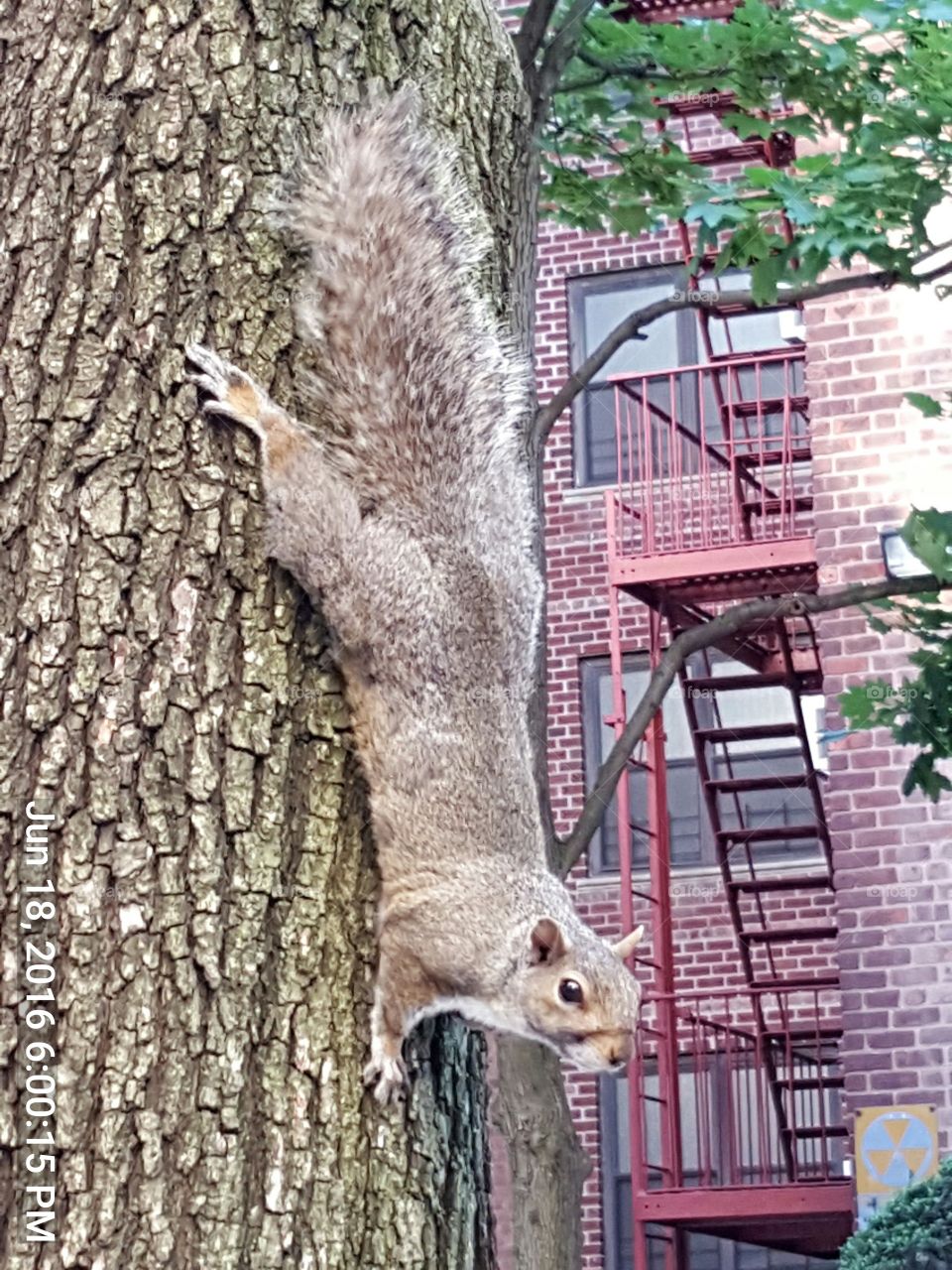 squirrel