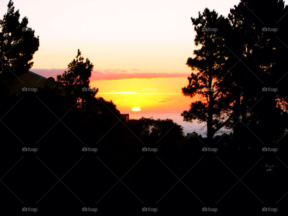 TREES AND SUNSET