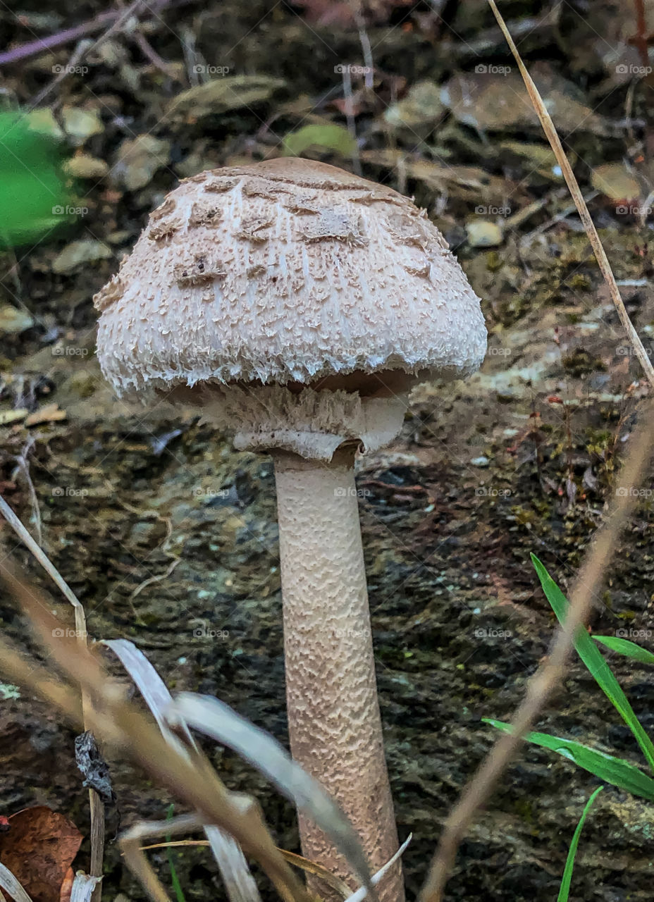 A white and shaggy Agaricaceae mushroom growing wild