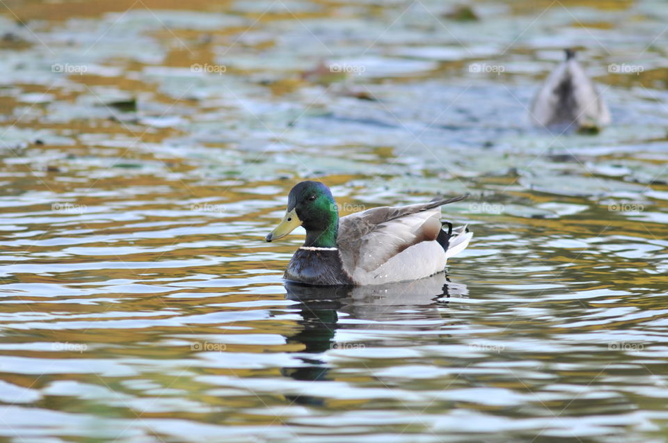 mallard duck