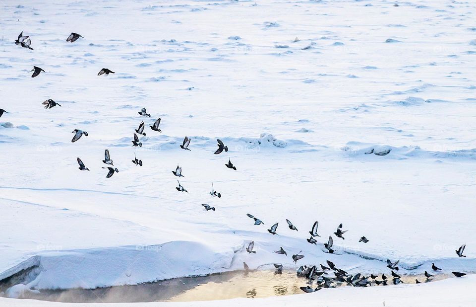 Pigeons drinking water in the melted part of the river in the winter 