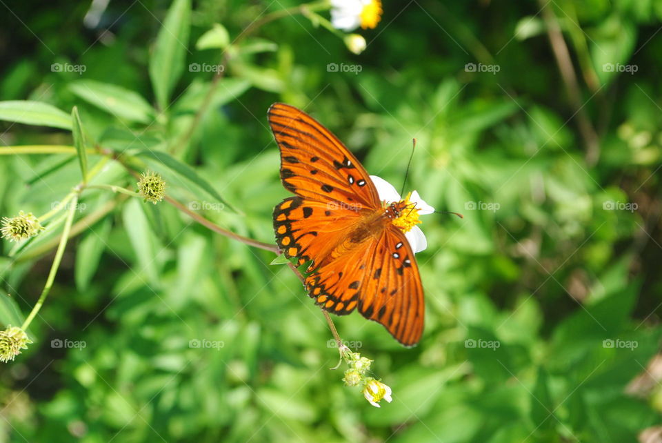 A beautiful butterfly outside