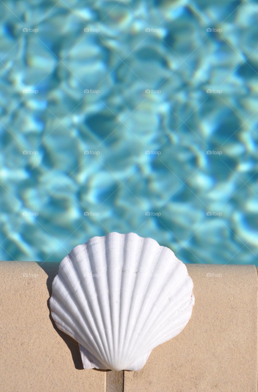 Scallop she'll sitting on the edge of a swimming pool. Perfect for cover art plenty of room for copy space. 