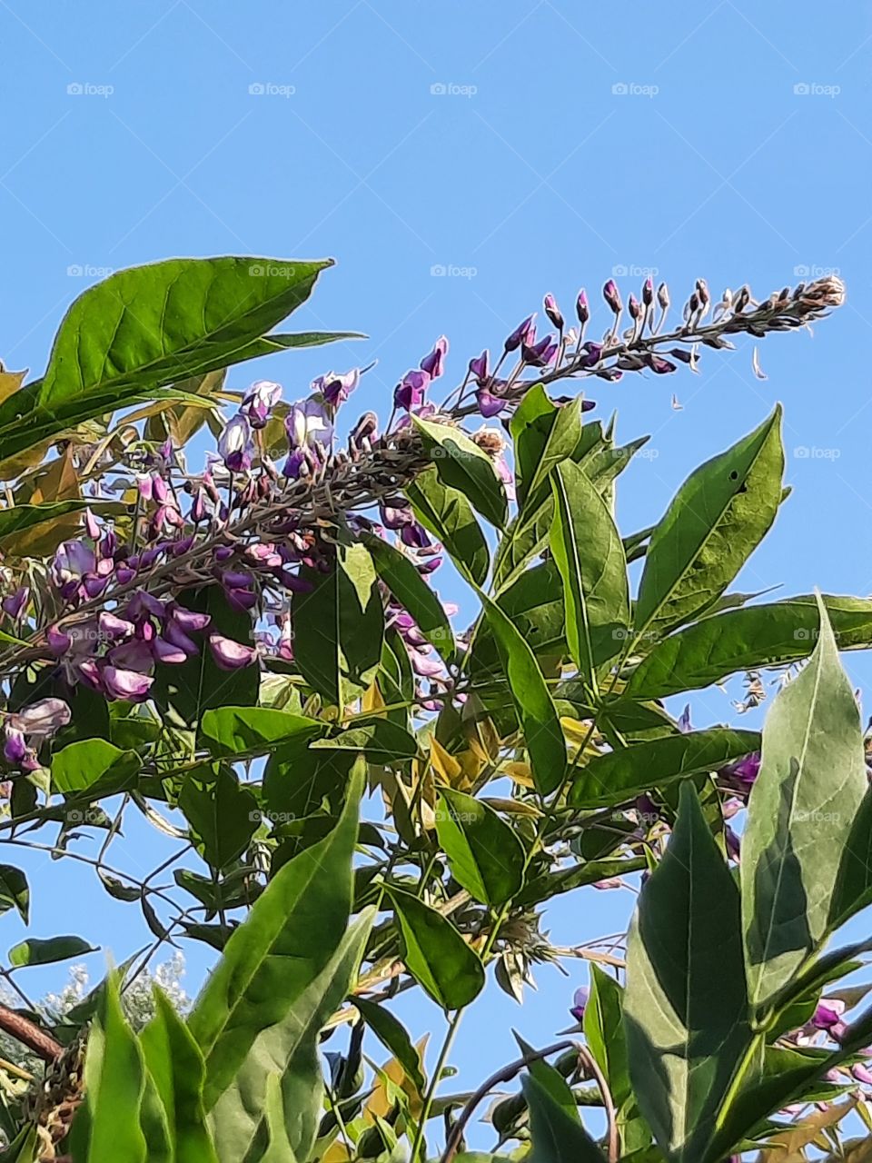 secondary blooming of purple wisteria against blue sky