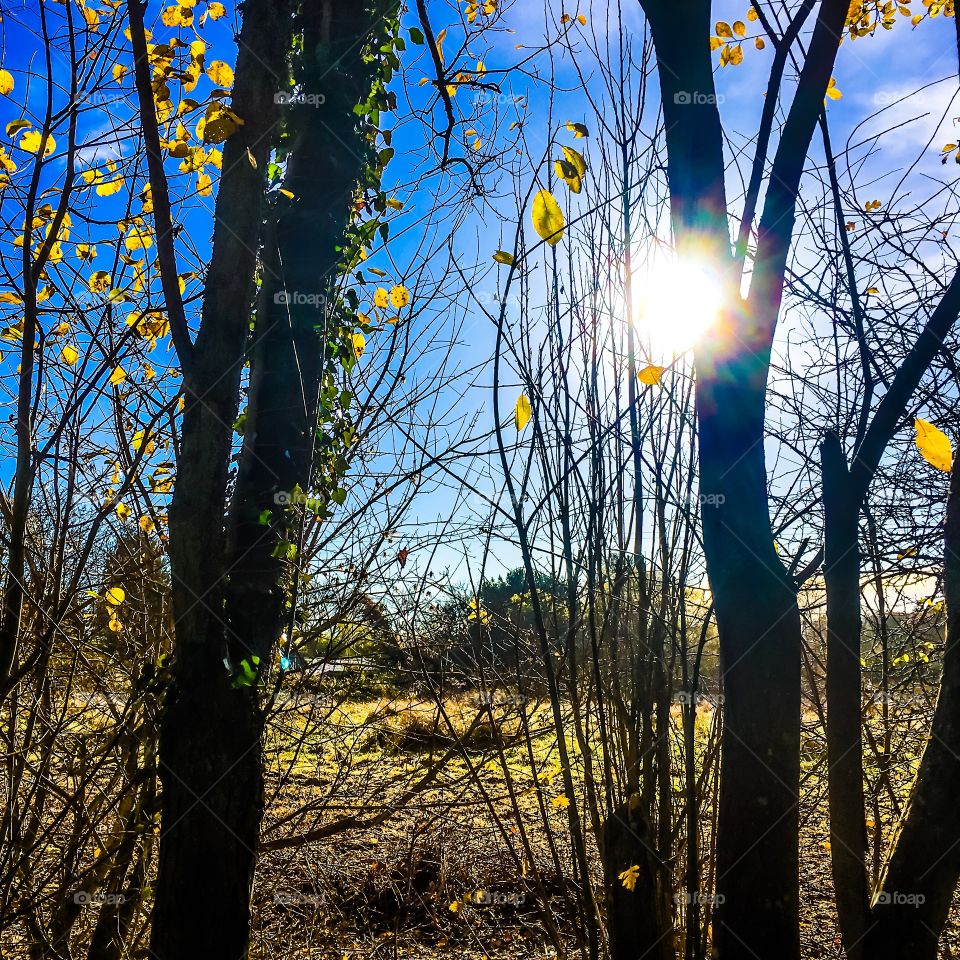 Sun through trees