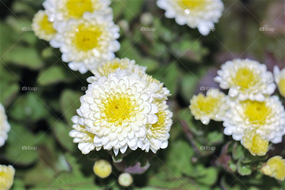 Flower Closeup