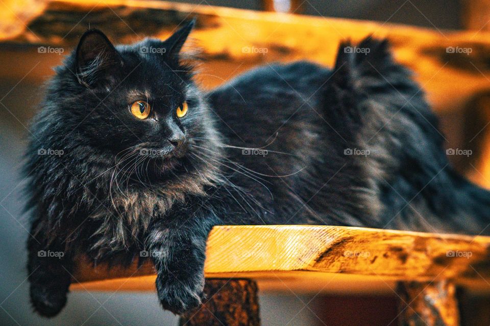 Cute kitten 16:9 with full color.