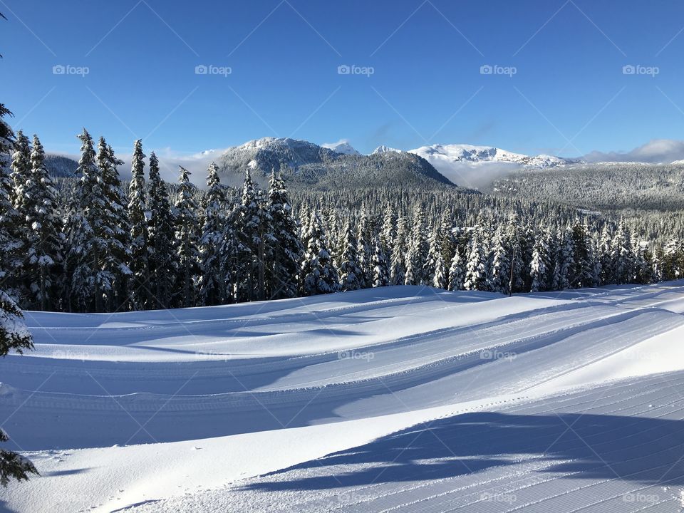 Frozen trees in forest during winter