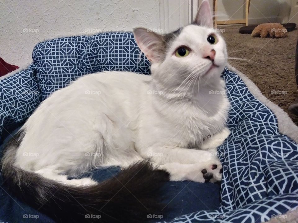 A white cat named Cloud, watching our daily lives 💞