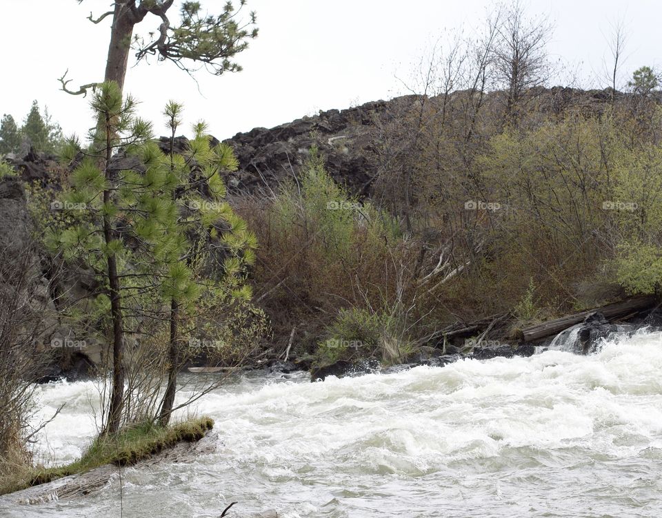 Whitewater on the Deschutes River at Lava Island on a spring day as the deciduous trees on the bank grow fresh new leaves to join the green of the ponderosa pine trees. 