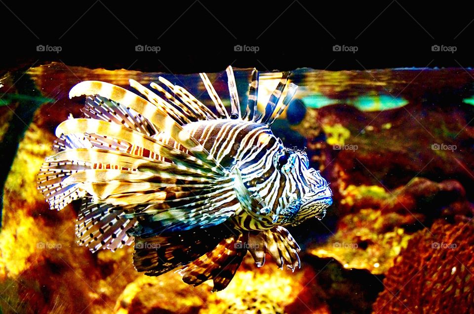 variegated fish