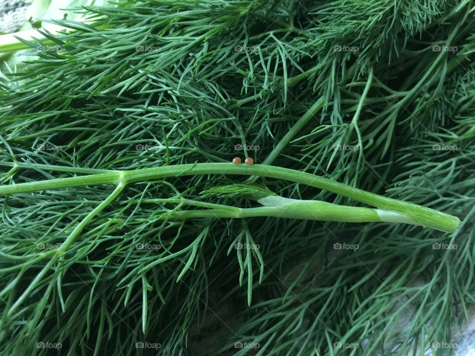 Flora, Leaf, No Person, Nature, Freshness