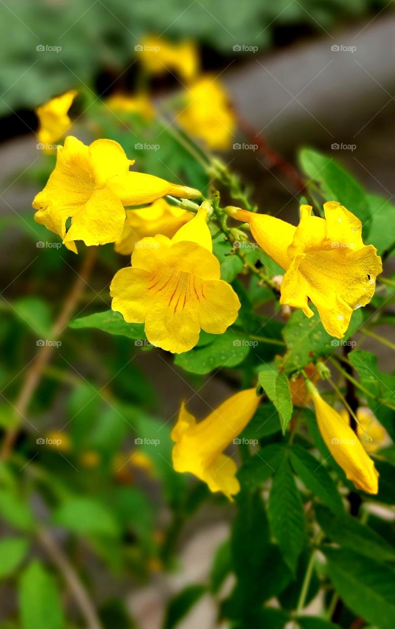 Yellow Bells, Esperanza or Yellow Trumpetbush, it flowers on and off all year, more in warmer weather