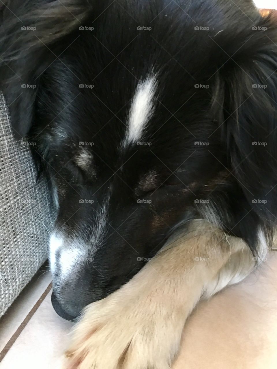 Border collie sheep dog feigning sleep but completely aware of the camera 