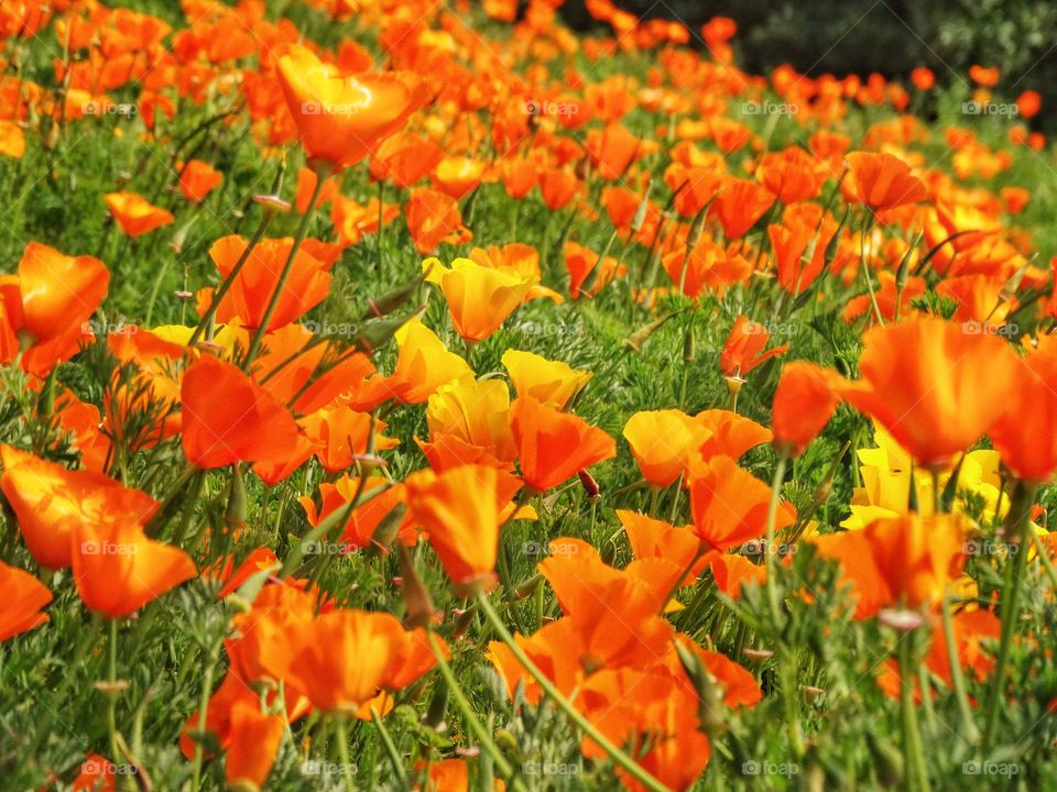 Wild California Poppies