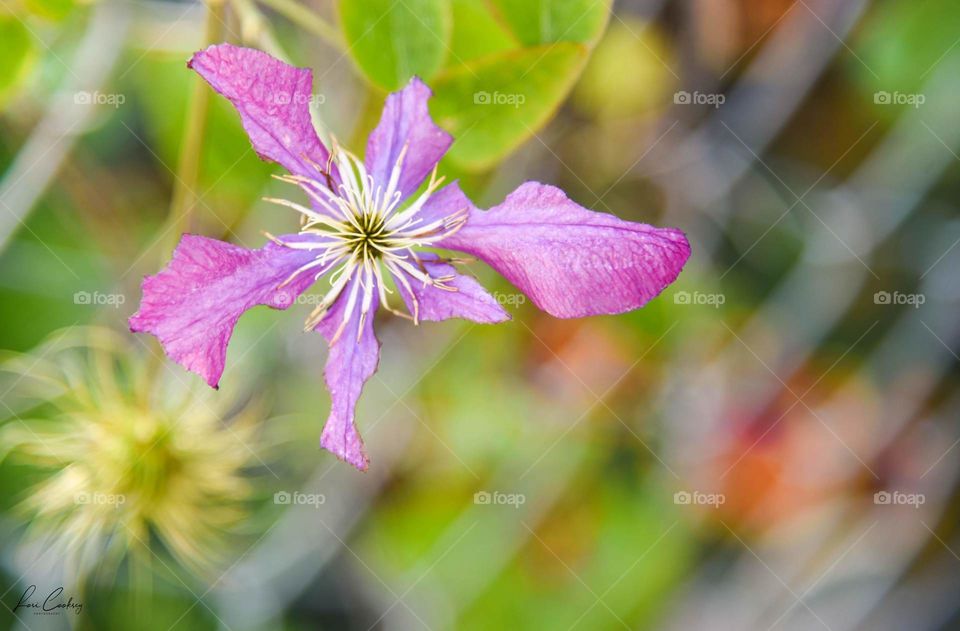 Clematis Blossom Tattered by Hail