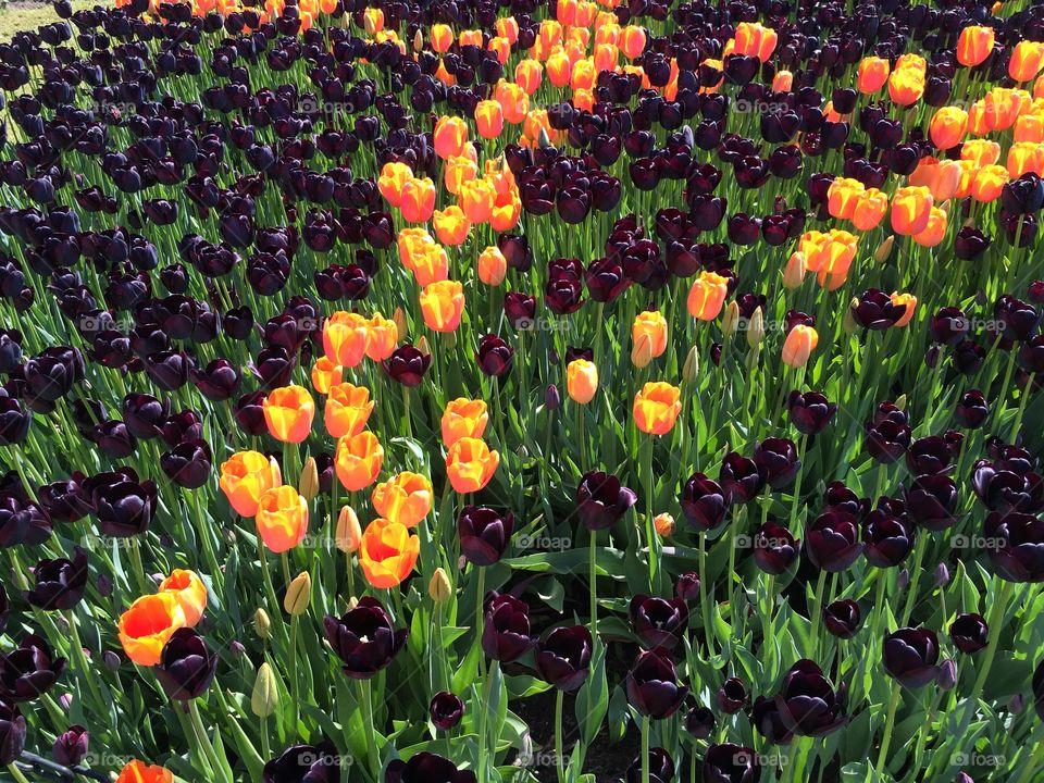 Tulip Fest