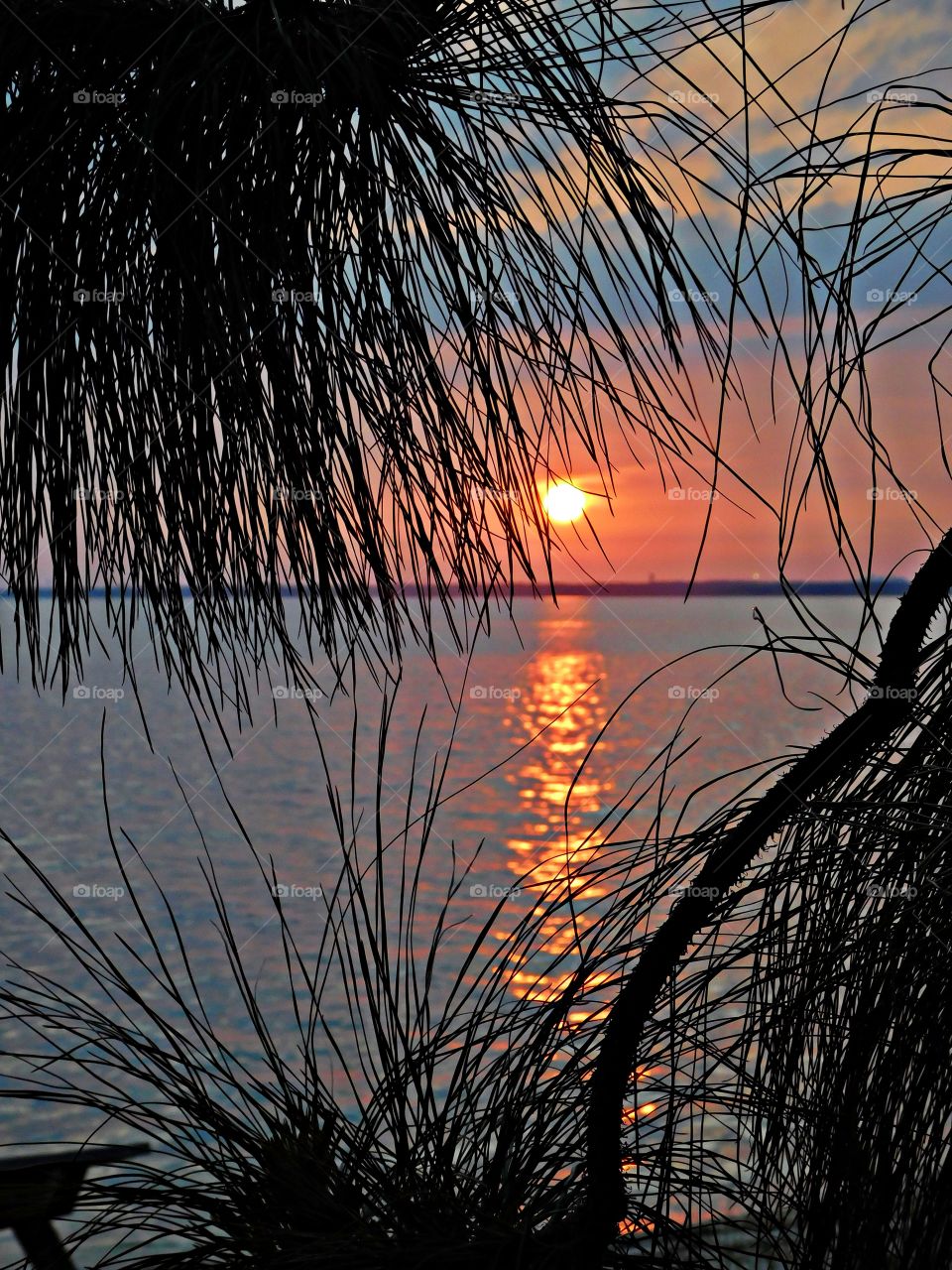 Florida long leaf pine needles are silhouetted as the magnificent sunset reflects off the shimmering bay water 