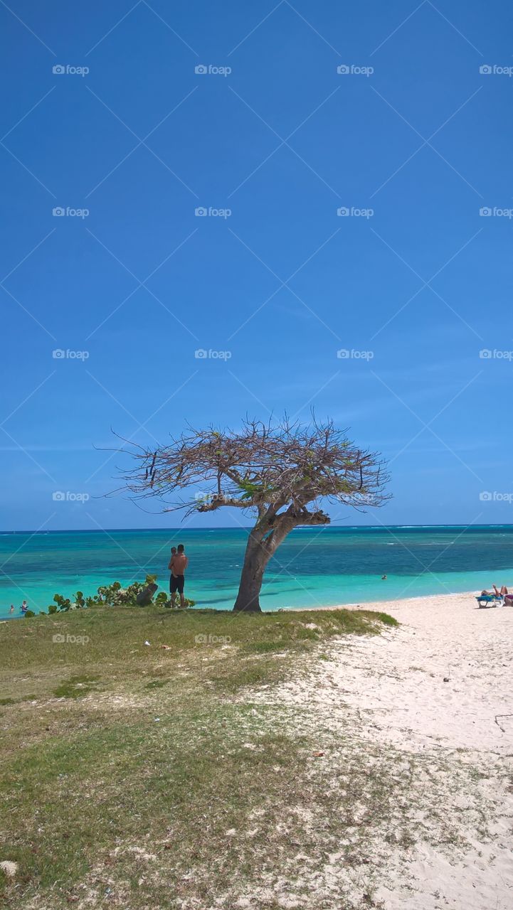 tree on the beach