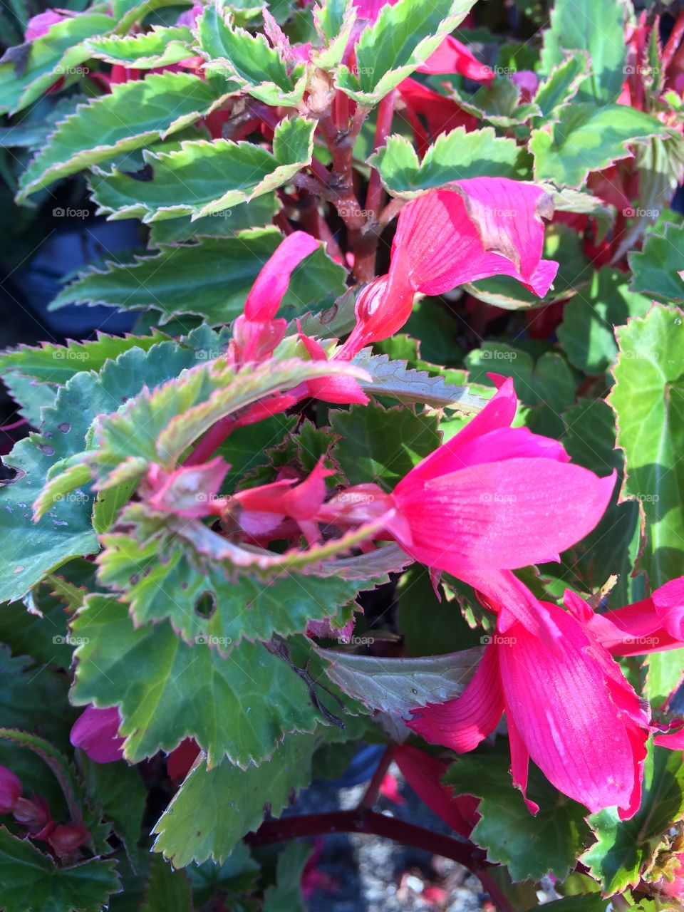 Flower. Walk in nature