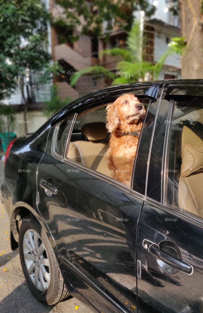cute pet eagerly looking out of the car window