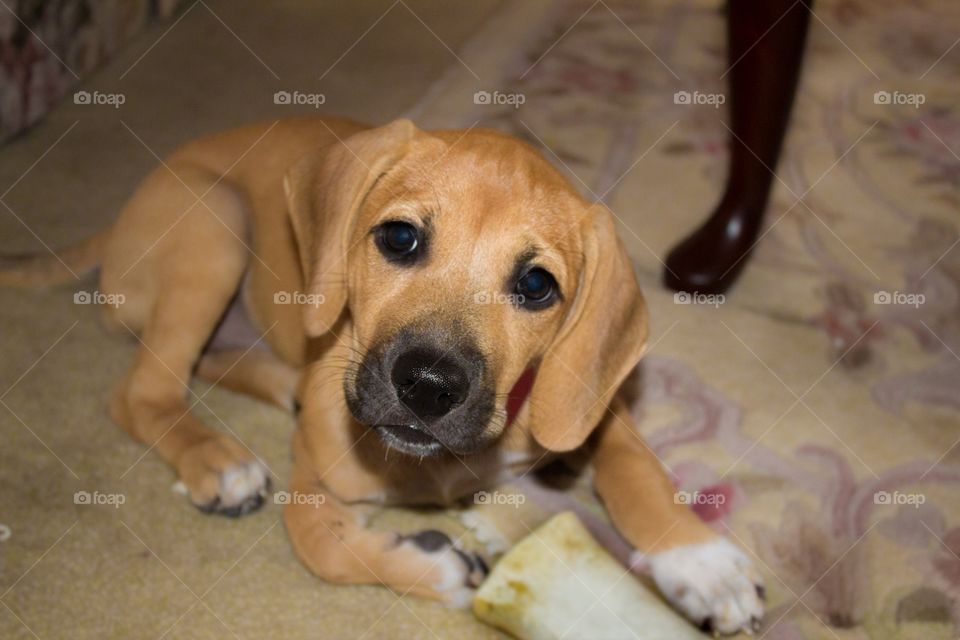 Pup closeup