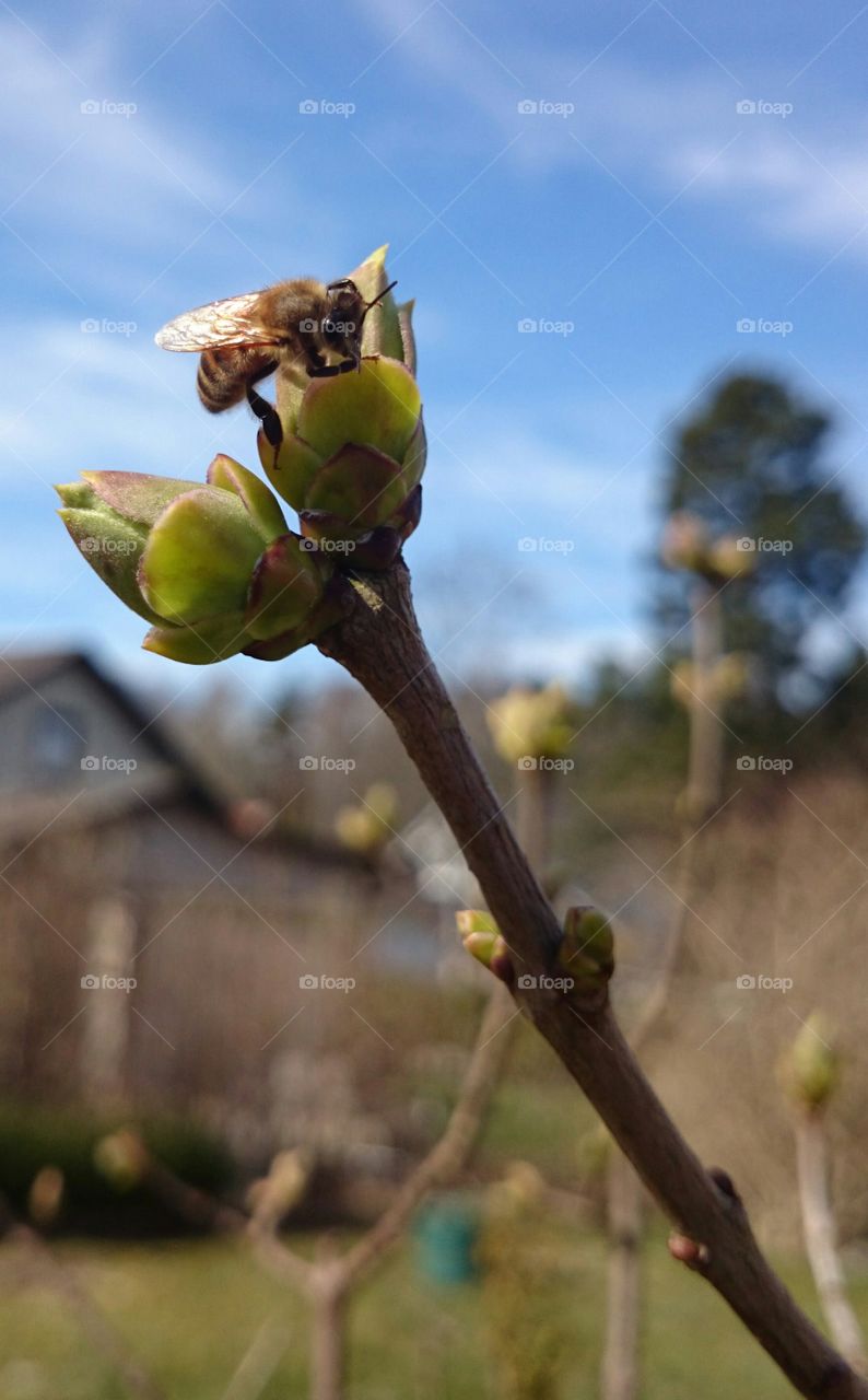 Bee on a flower bud