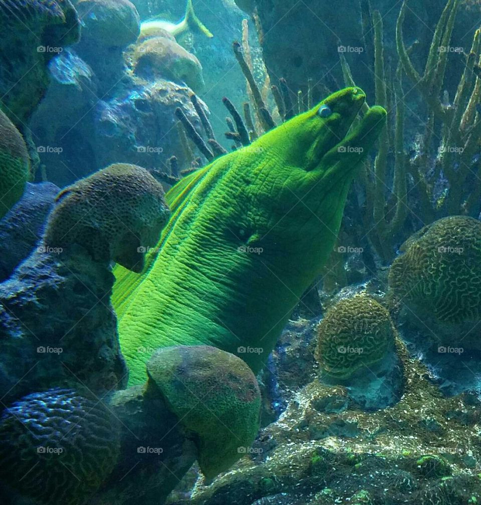 green eel