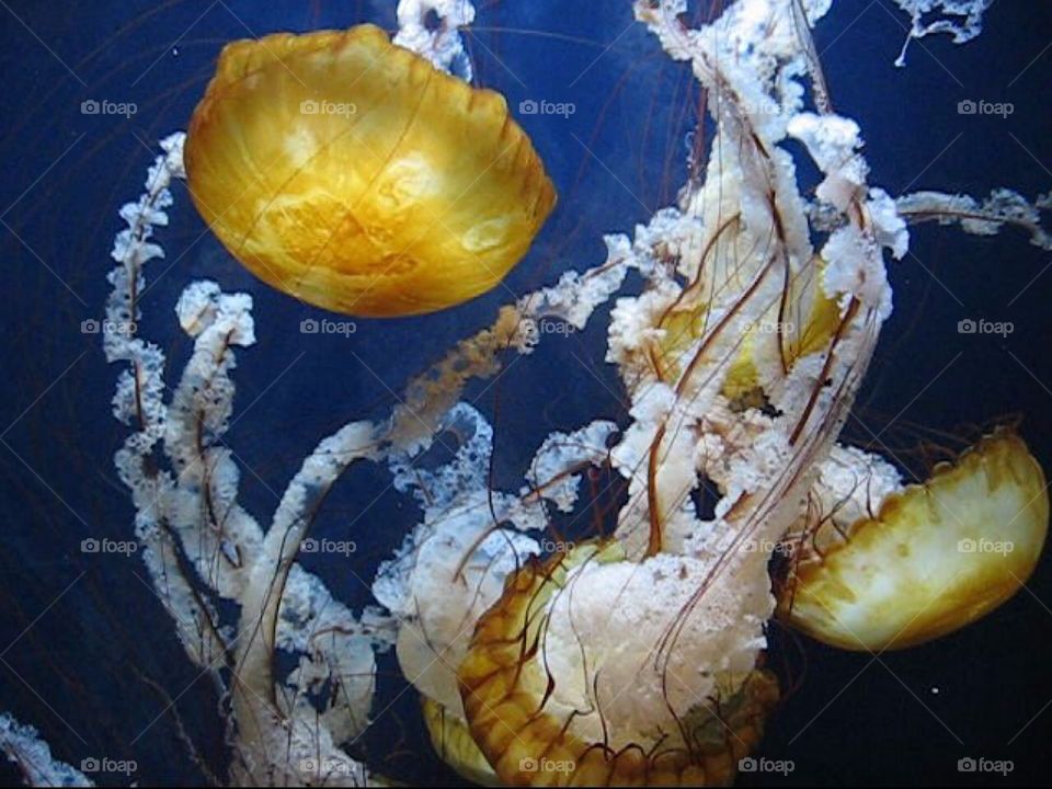 Graceful jellyfish 