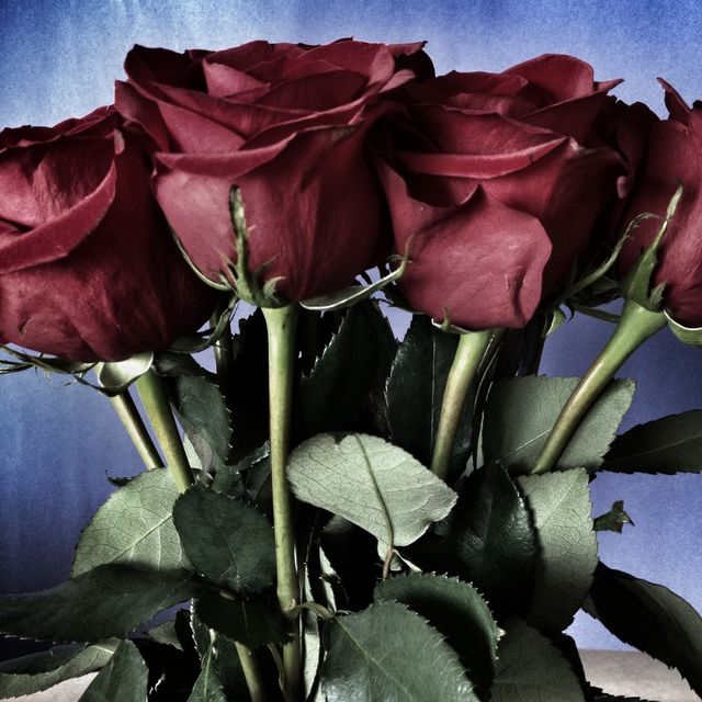 Roses
