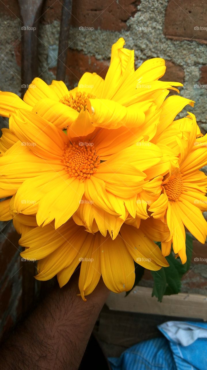 beautiful flowers yellow
