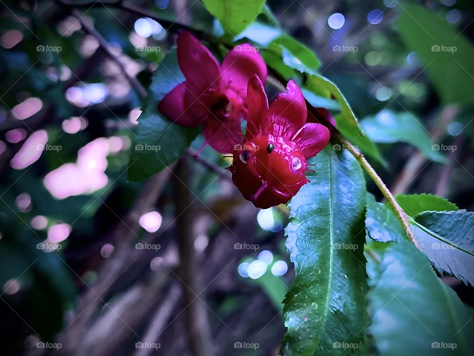 “Such a beautiful flower on the tree I found; those eyes are gorgeous and clear, and they bring out the uniqueness of it. It's so special how it blooms."~S.Gibson Viva Magenta!