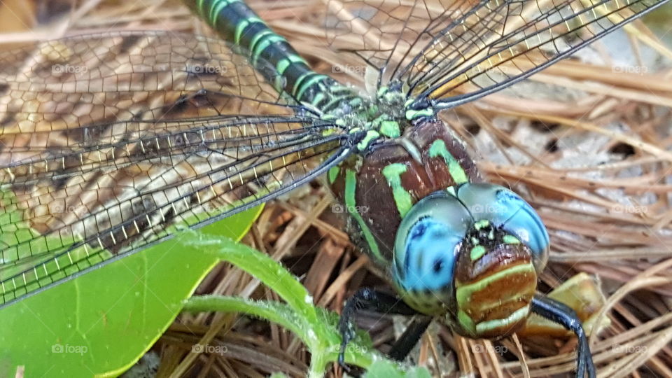 dragonfly closeup