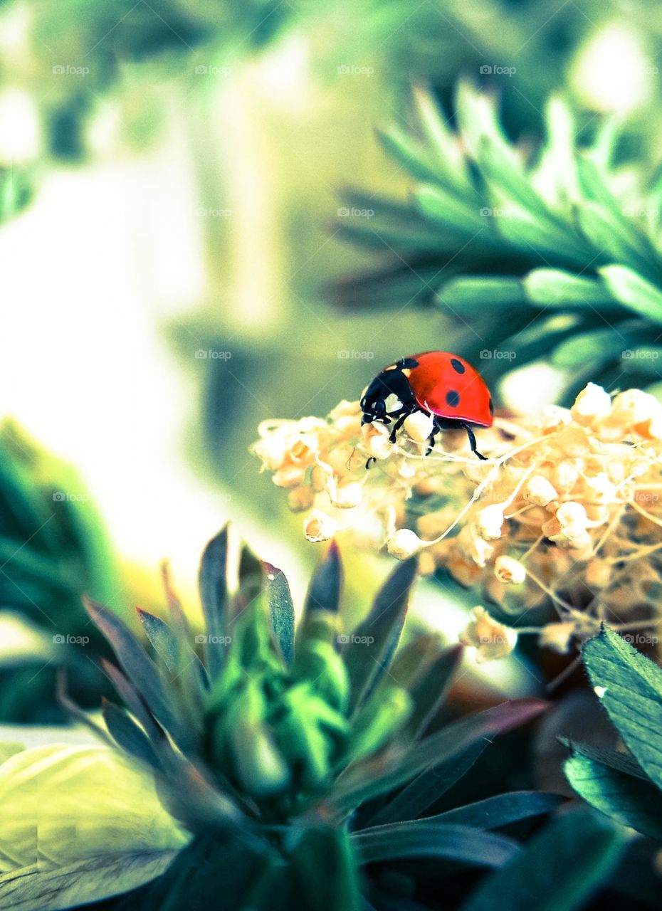 Ladybug