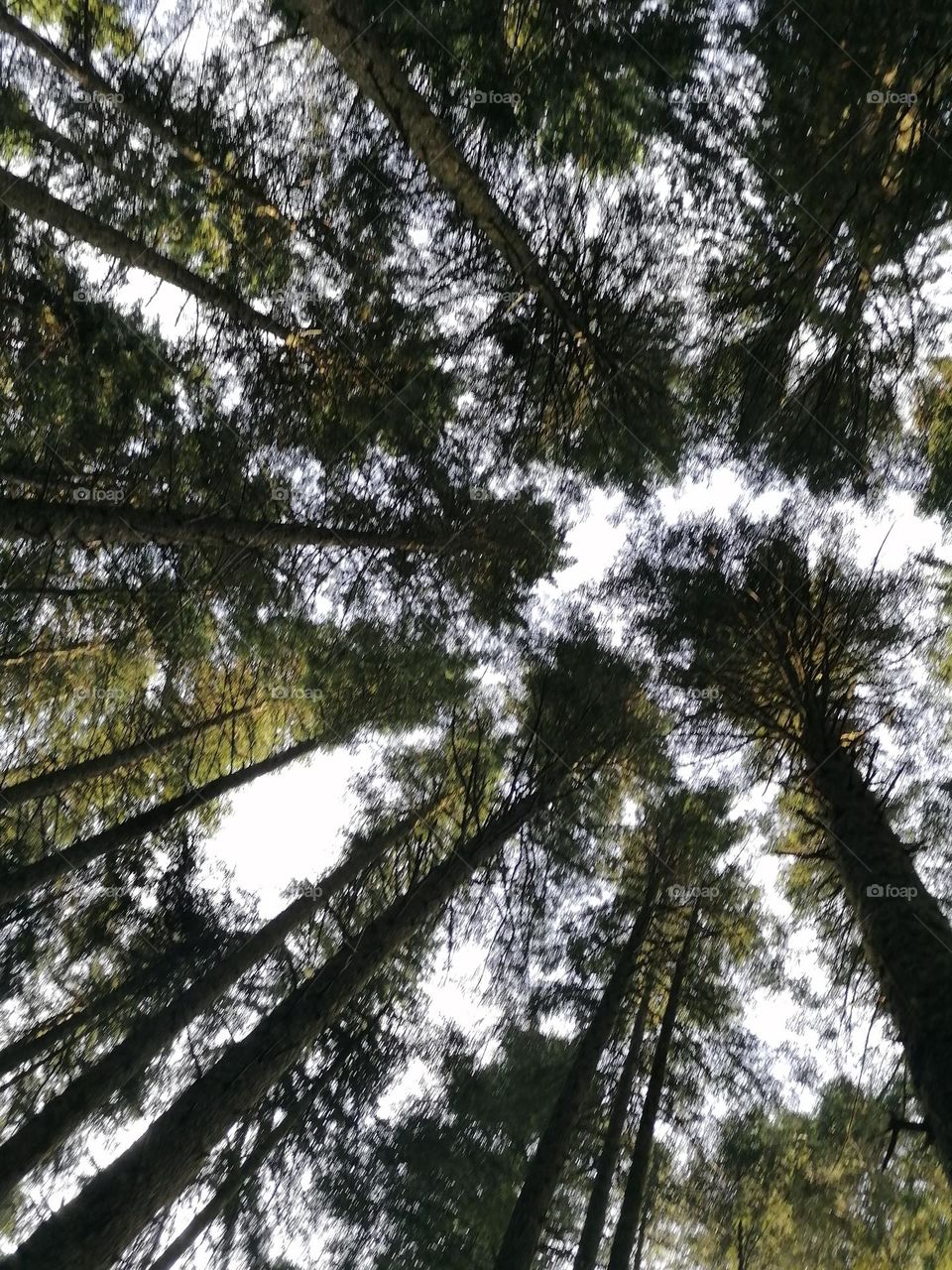 Treetops, view from below