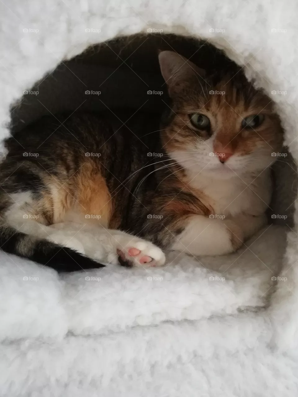 Mon chat