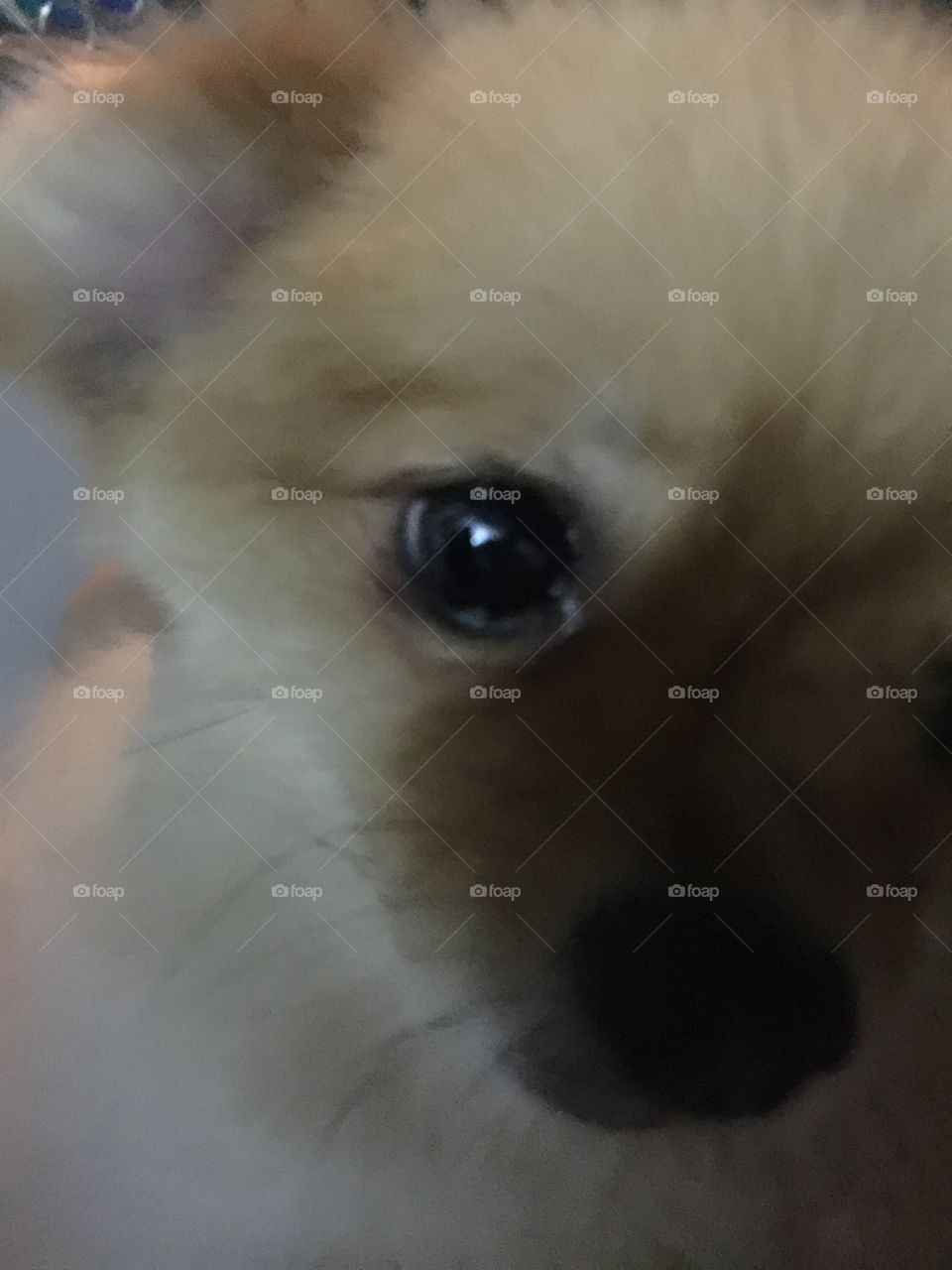 Doggie selfie 