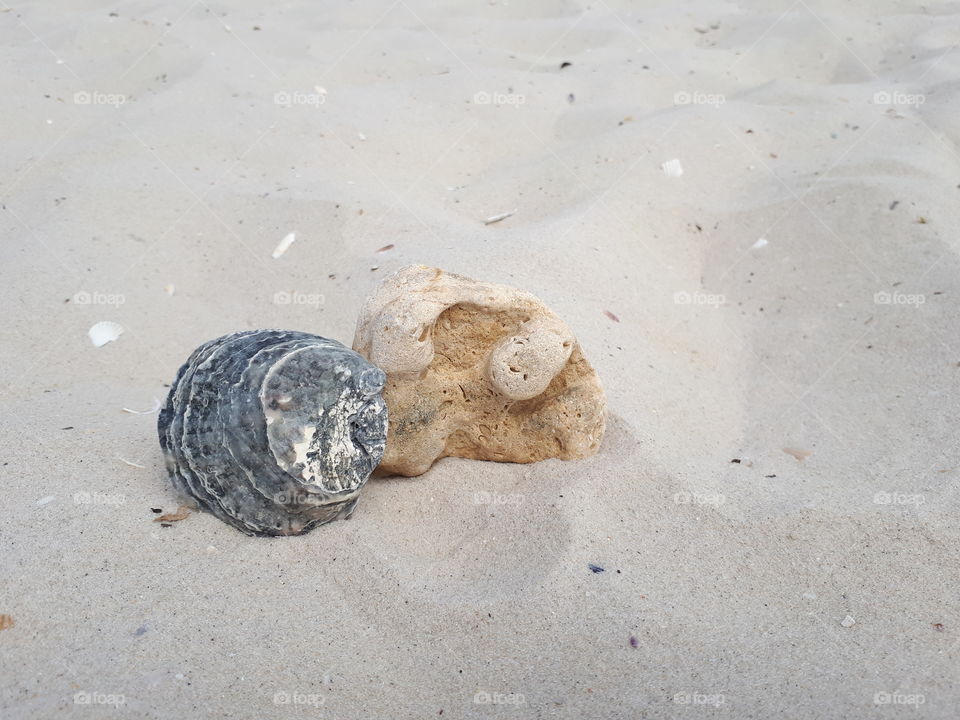 Black shell and brown stone on the sand