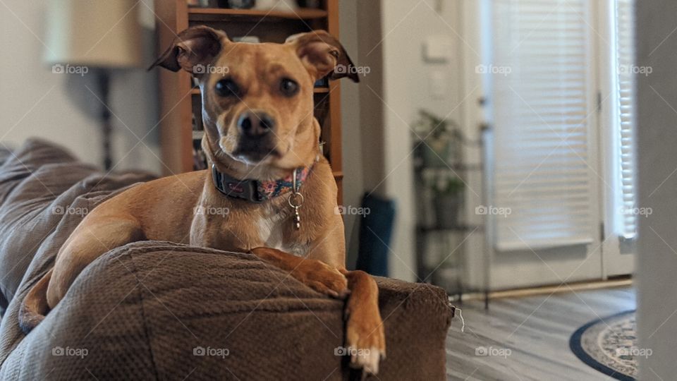 resting their paws on the couch