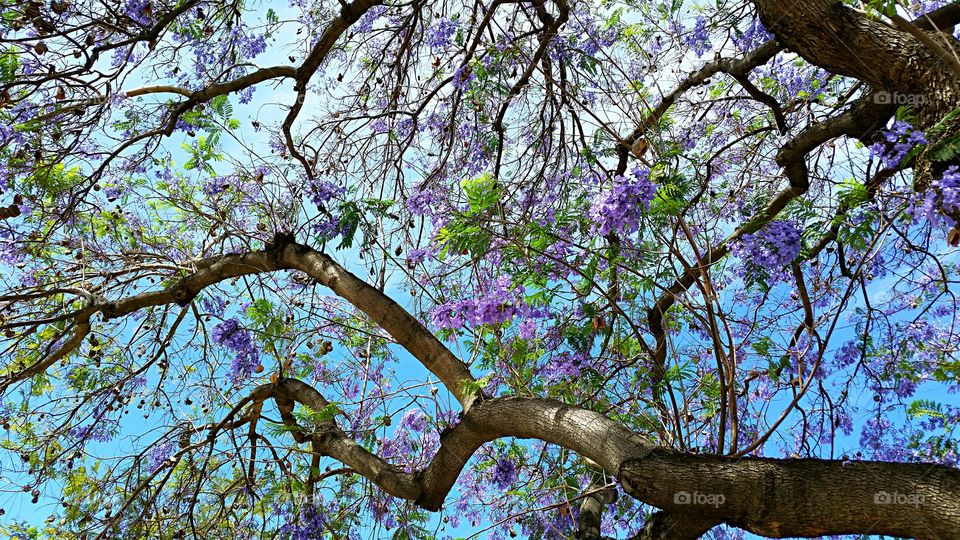 Jacaranda Blooms . Local Jacaranda trees in bloom.