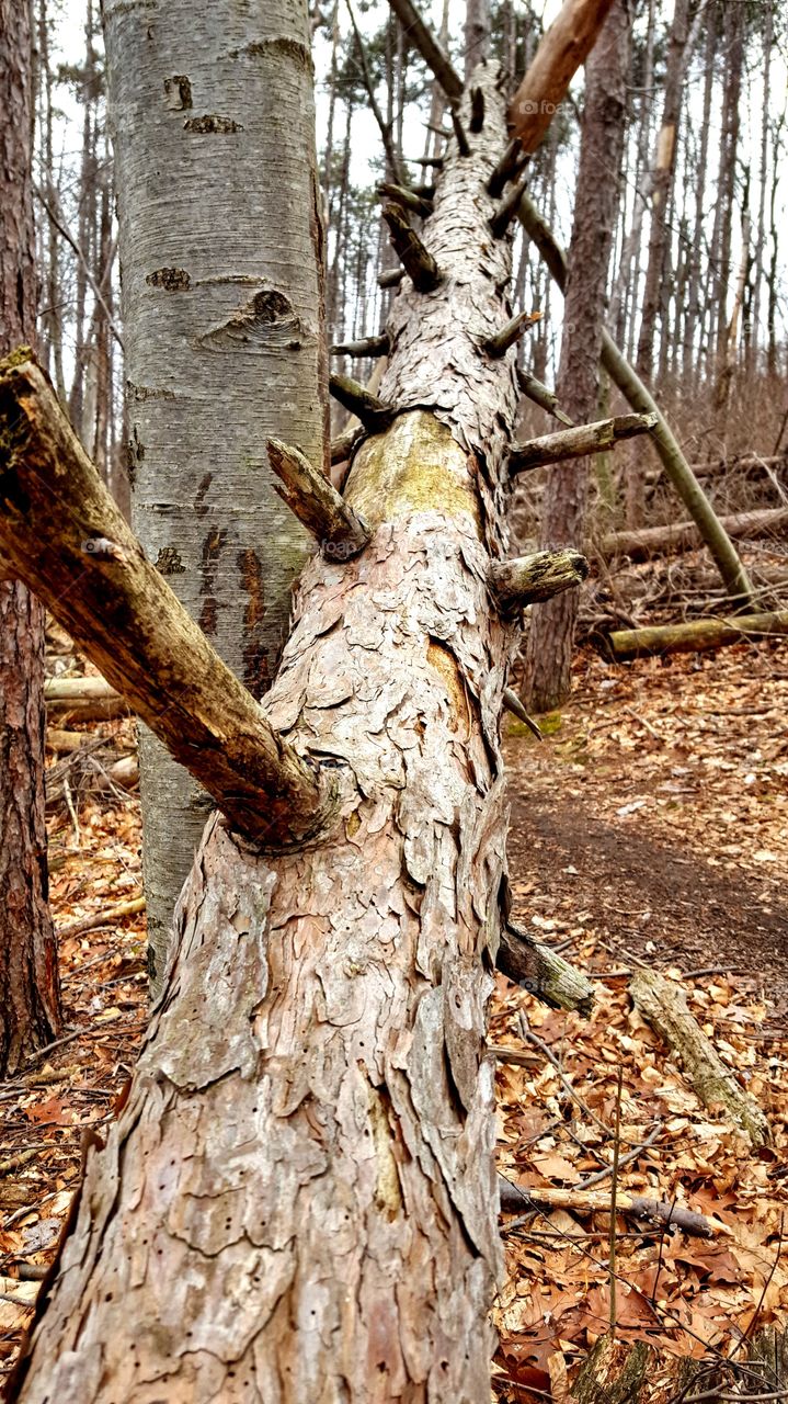 Fallen Tree in the Woods