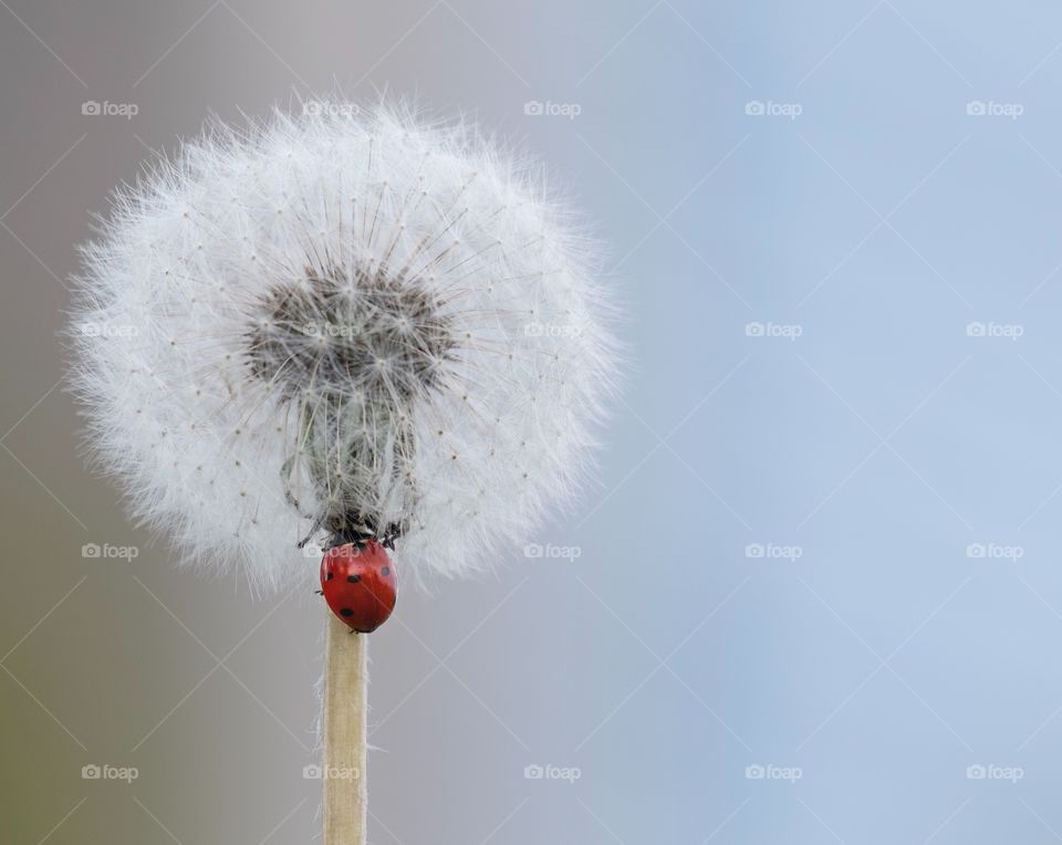 Happiness of big life